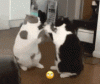 20190602_221013.gif