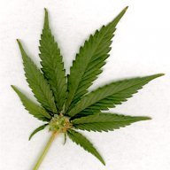 the_modern_stoner
