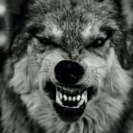 White_Wolf