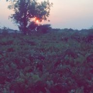 Rankumogudu