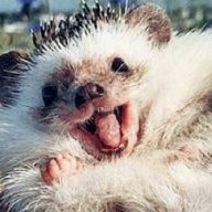 Hedgehogs