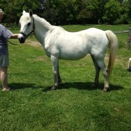 Pegasus1946