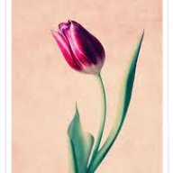 Nora_flower