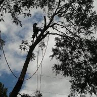 Treeschooler