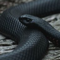 Kingsnake