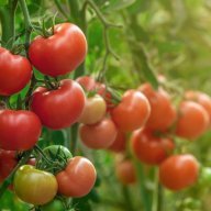 TomatoBasil