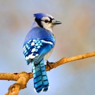 BlueJay2