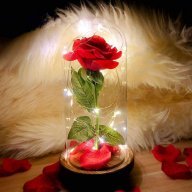 RosesRRed