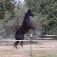 QuietCowboy