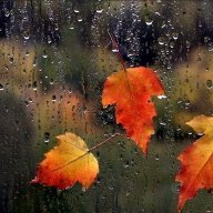 Autumn_Rain