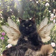 fairyintheforest