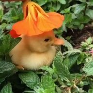 BombshellDuckiex