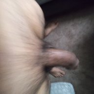 Longmo