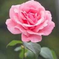 Astrid_flower
