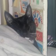 Kittycat4447