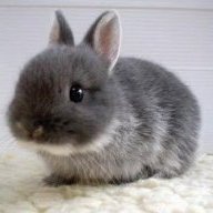MimiBunny