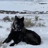 Alpha_Female