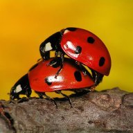 Coccinelle