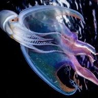 Iridescent_Octopus