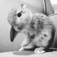 Bouncing_Bunny666