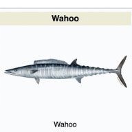 SwolAfTomBoi