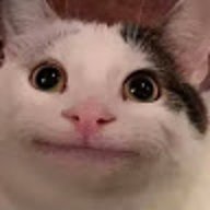 Beluga_Cat