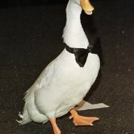 JohnDoh
