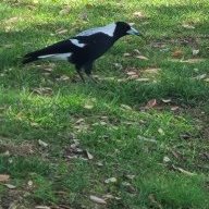 Magpie23