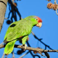 Parrot12