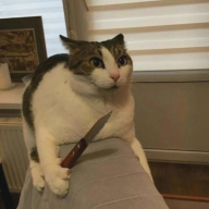 sillykittyftm