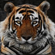 Cuddletigerforever