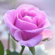 RoseOH