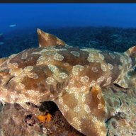 Wobbegong
