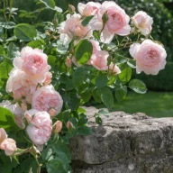 Annaflower_