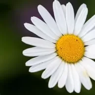 DDaisy