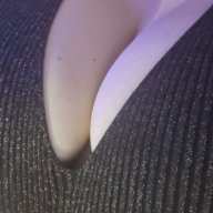 CockHungryWhore