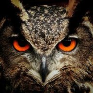 NightOwl41