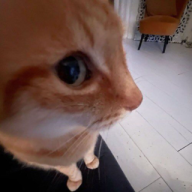 LillIy