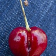 Cherry393