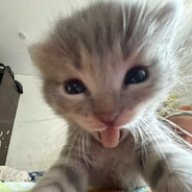 Maiiii