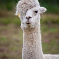 LlamaDrama