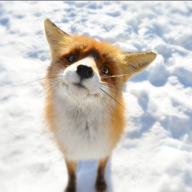 BloobLovesFoxy