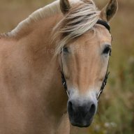 maretostallion
