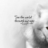 Articwolf
