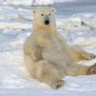 Polarbear80