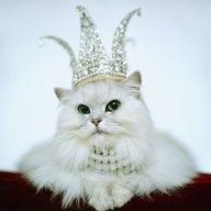 PussyCatQueen