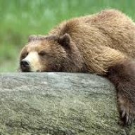 Grizzly1302
