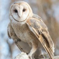owlkisses