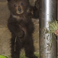 BabyBear4DE