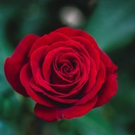 ScarletRose